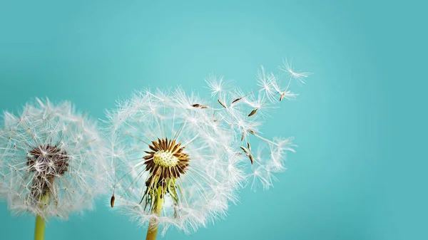 Diente León Sobre Fondo Oscuro Concepto Libertad Para Desear —  Fotos de Stock