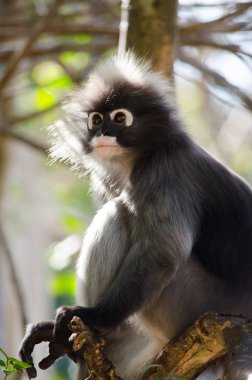 gölgeli yaprak maymun