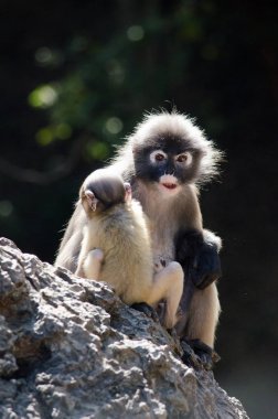 gölgeli yaprak maymun