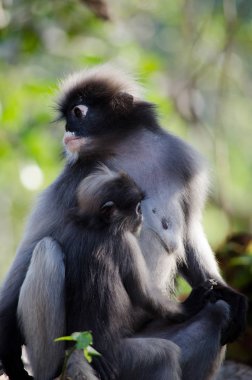 gölgeli yaprak maymun