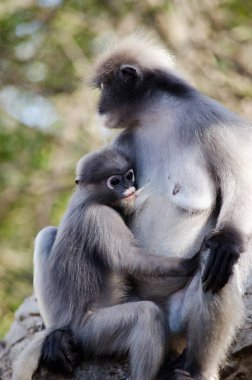 gölgeli yaprak maymun