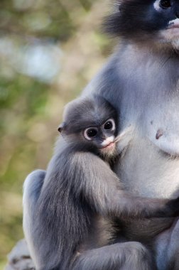 gölgeli yaprak maymun