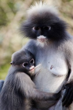 gölgeli yaprak maymun