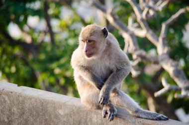 arka plan ile maymun.