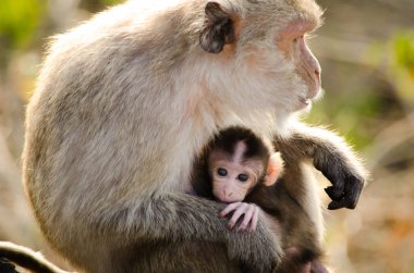 arka plan ile maymun.