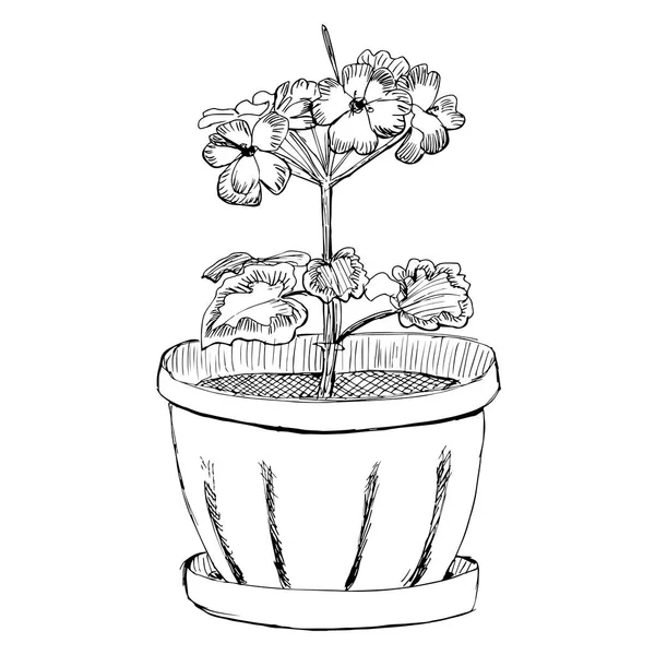 Flor de geranio en un pote dibujado a mano dibujo vector ilustración — Vector de stock