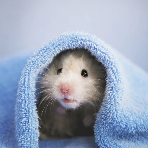 Schattige Fluffy Hamster Kijkt Uit Onder Handdoek Een Blauwe Achtergrond — Stockfoto