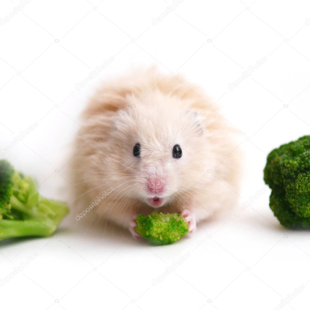Fluffy hamster is eating vegetables with broccoli cabbage, isolated on white background. Funny animals