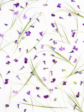 Kır çiçekleri çiçek deseni. Mor çiçekler ve bitkilerin bileşimi. Üstten Görünüm. Çiçek arka plan. Çiçek kavramı. Beyaz arka plan üzerinde izole parlak renkli çiçek