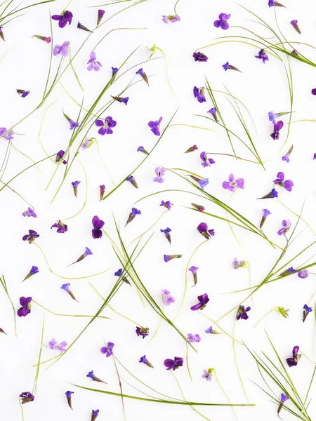 Flower pattern of wildflowers. Composition of purple flowers and plants. Top view. Floral abstract background. Flower concept. Bright multicolored flowers isolated on white background