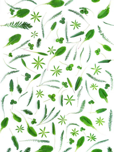 绿色的叶子和植物在白色背景隔绝 顶部视图 花卉抽象图案背景 花卉理念 — 图库照片