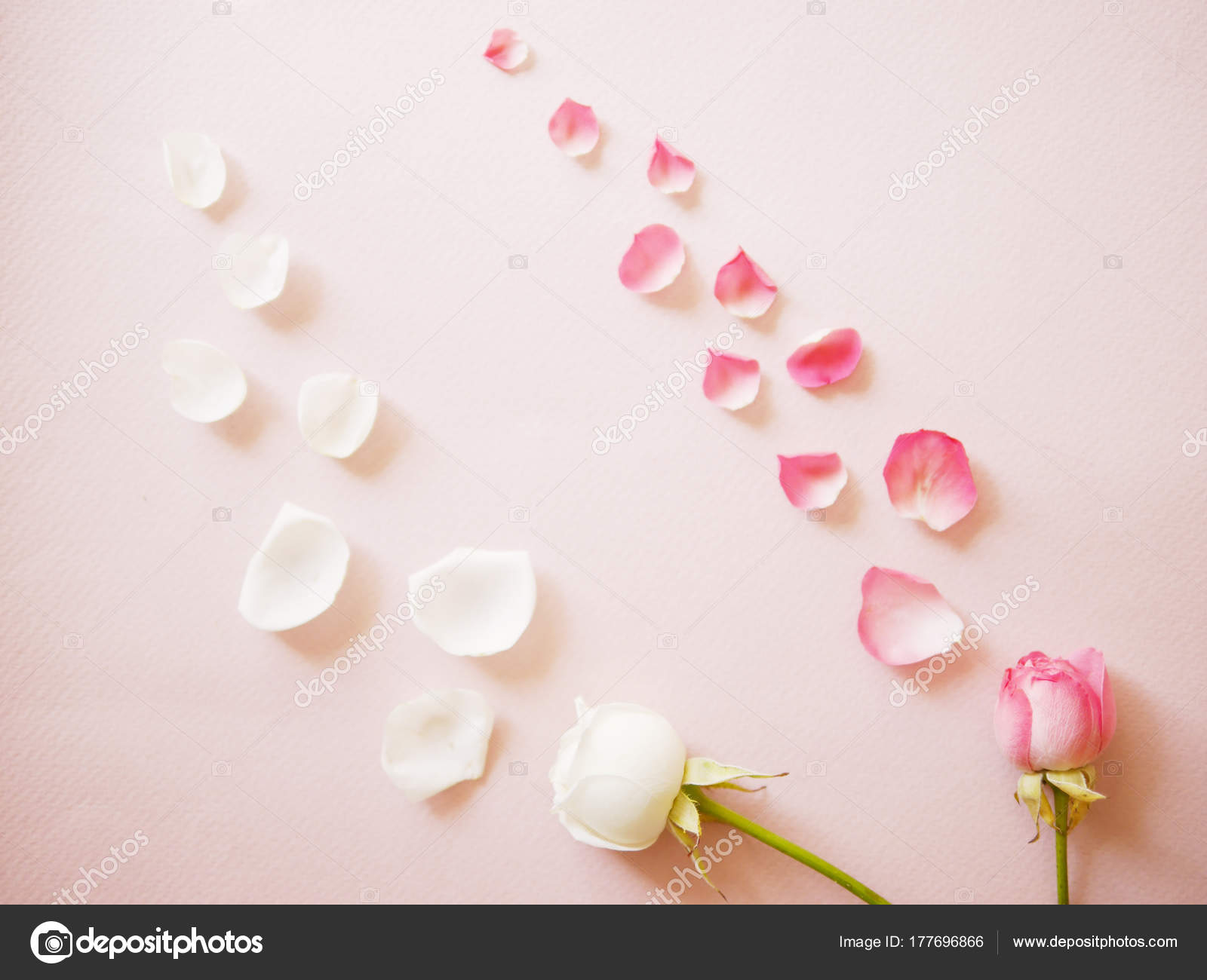 Pink White Roses Petals Pink Surface Stock Photo by ©tanya_morozz 177696866