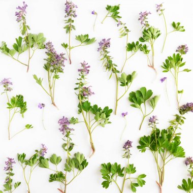 Kır çiçekleri ve yaprakları beyaz arka plan üzerinde izole botanik kompozisyonu