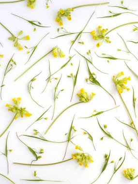 Çiçekler ve beyaz arka plan üzerinde izole ot botanik kompozisyonu