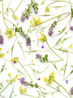 Beyaz arka plan üzerinde izole bitkiler botanik kompozisyon