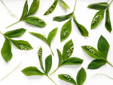 Lily-of--beyaz arka plan üzerinde izole vadileri ile kompozisyon