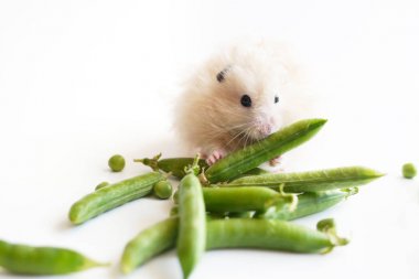 Beyaz arka plan üzerinde kar bezelye ile küçük hamster