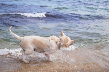 Köpek Labrador Denizi'nin üzerinde artalanda çalışır