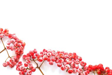 Beyaz arka plan üzerinde izole kırmızı ashberries Görünümü Kapat