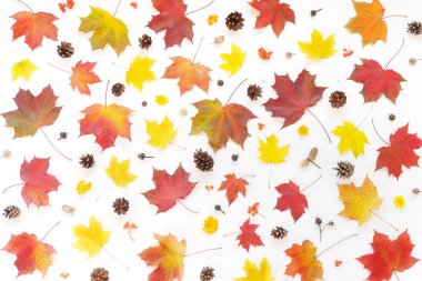 Beyaz arka plan üzerinde izole koniler ile sonbahar yaprak üstten görünüm