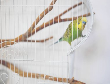 Zebra parrakeet metal kafes üzerinde tırmanma