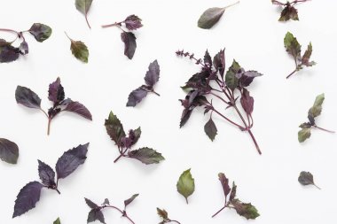 Fesleğenli çiçek kompozisyon beyaz arka plan üzerinde bırakır 