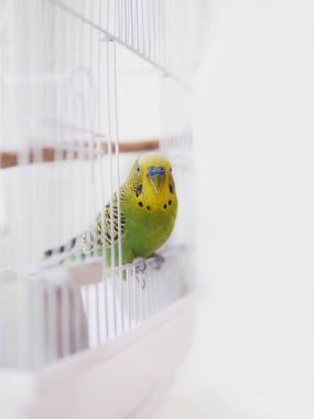  kafes ızgara üzerinde oturan zebra parrakeet