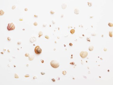 Açık bej renkli üzerinde kabukları ile deniz kompozisyon