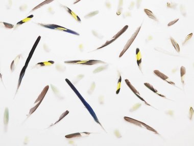 Kaotik bir şekilde sıraya tüy çeşitleri