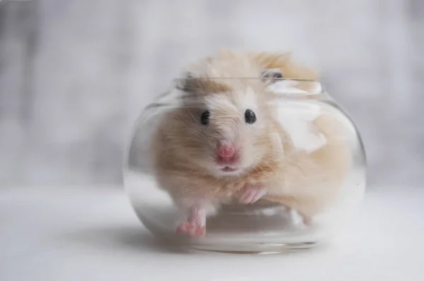 Pequeno Hamster Bege Claro Descansando Vaso Vidro — Fotografia de Stock
