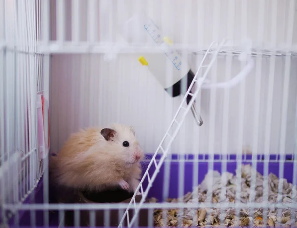 Küçük hafif bej hamster kafes içinde dinlenme