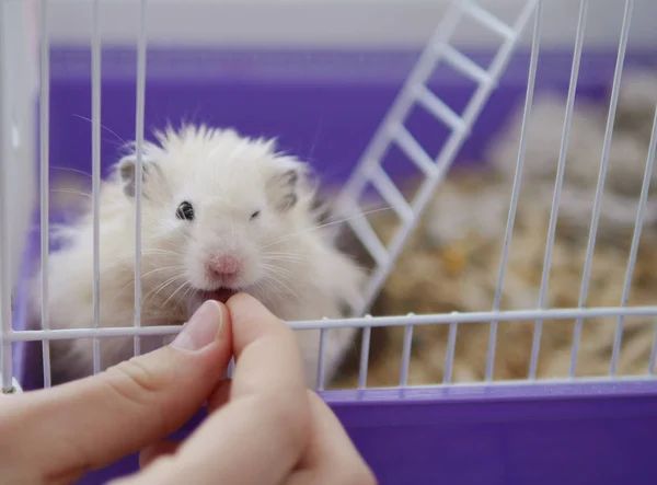 Small Hamster Eating Food Hands Owner — Stock Photo, Image