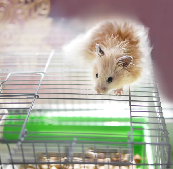 Liten Hamster Krypa Upp Ovanpå Buren — Stockfoto