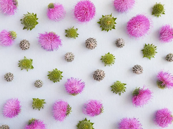 Gri arka plan üzerinde dulavratotu çiçekli çiçek kompozisyon