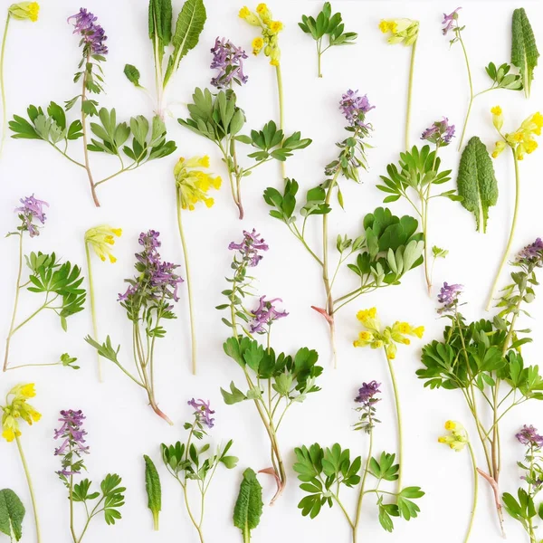 Composición Botánica Con Flores Silvestres Hojas Aisladas Sobre Fondo Blanco — Foto de Stock