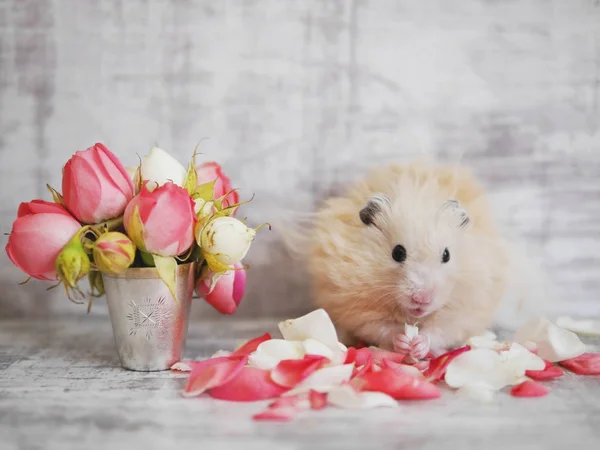 仓鼠坐在玫瑰花束和吃花 — 图库照片