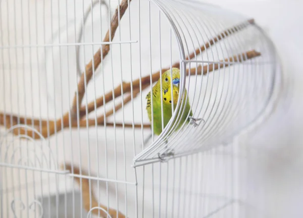 Zebra parrakeet metal kafes üzerinde tırmanma