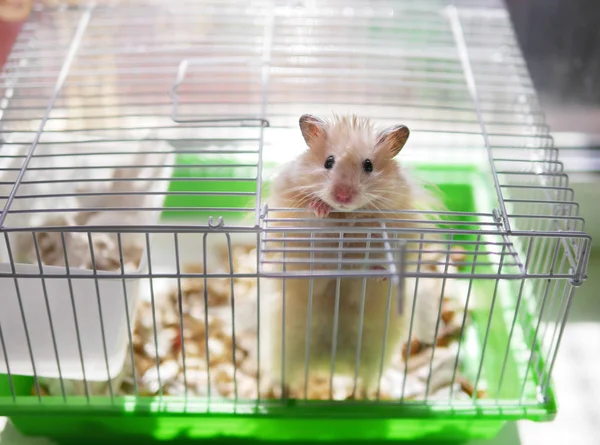 Kleine Hamster Probeert Ontsnappen Uit Kooi — Stockfoto