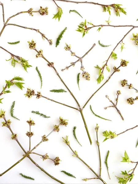 Botanical Composition Branches Leaves Isolated White Background — Stock Photo, Image