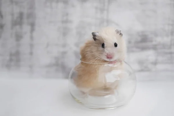 Kleine Licht Beige Hamster Rusten Glasvaas — Stockfoto