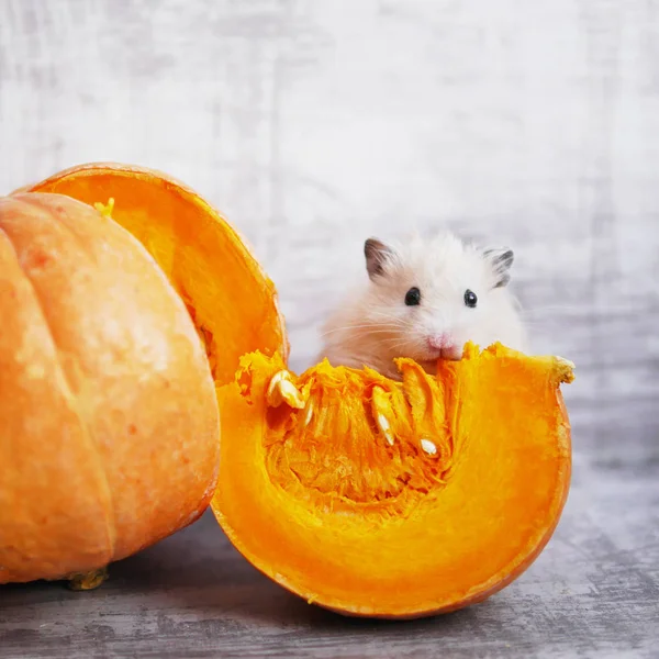 Kabak oturan kabarık hamster