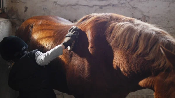 Young girl cleaning back of horse with brush