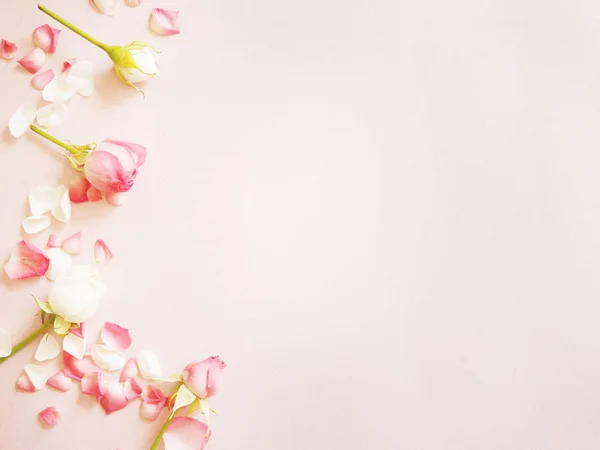 Pembe ve beyaz gül yaprakları pembe yüzeyi ile