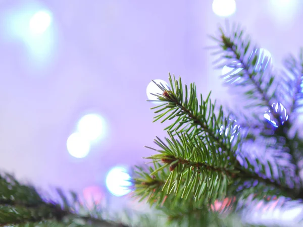 Branche Épinette Avec Bokeh Lumières Floues Guirlandes Arrondies — Photo