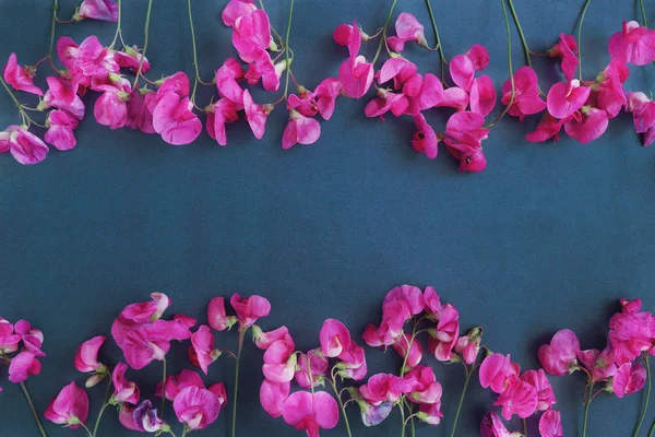 Kompozycja Kwiatowa Różowy Groszek Fioletowym Tle — Zdjęcie stockowe