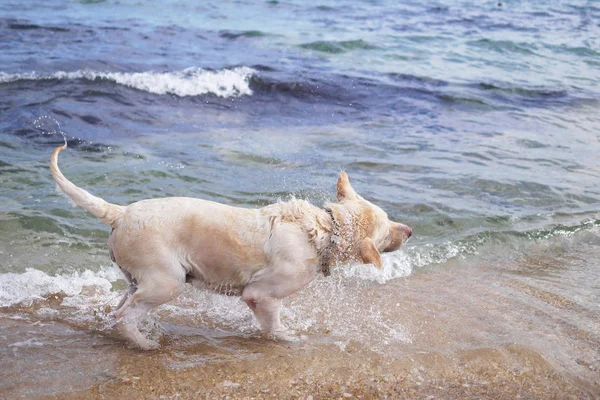 Labrador Cane Che Gioca Sullo Sfondo Del Mare — Foto Stock