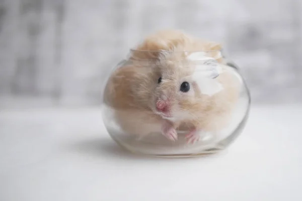 Petit Hamster Beige Clair Reposant Dans Vase Verre — Photo