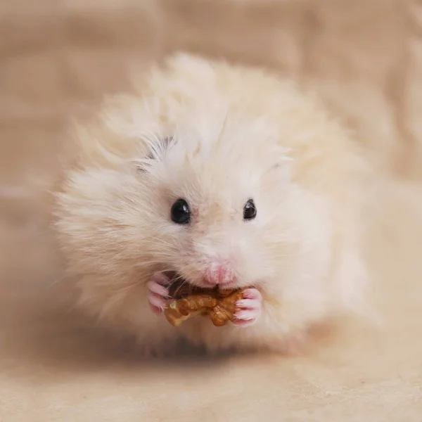 Pequeño Hámster Beige Claro Comiendo Nueces —  Fotos de Stock