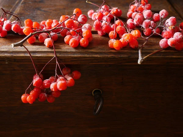 Still Life Sammansättning Viburnum Grenar Mörk Bakgrund — Stockfoto