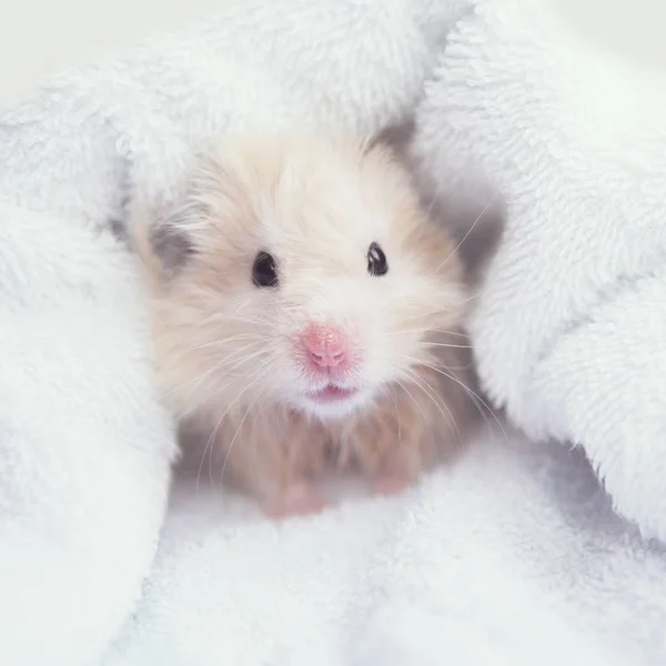 Licht Beige Hamster Inwikkeling Zachte Handdoek — Stockfoto